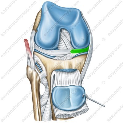 Innenmeniskus (meniscus medialis)